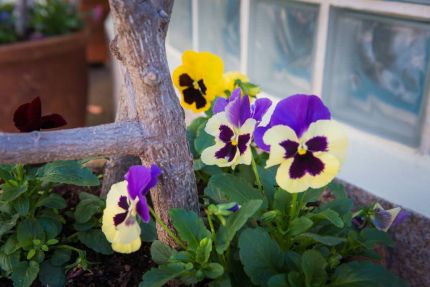 Amores Perfeitos  Hotel do Campo