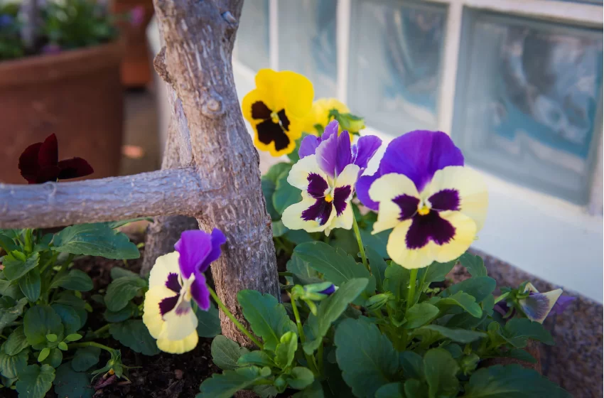 Pools & Exterior Facilities