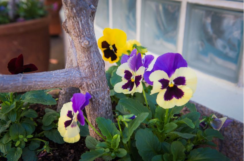 Pools & Exterior Facilities